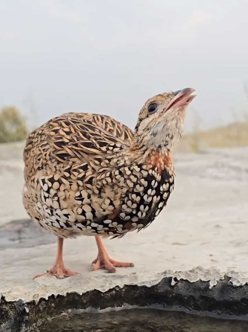 @Birds Lover