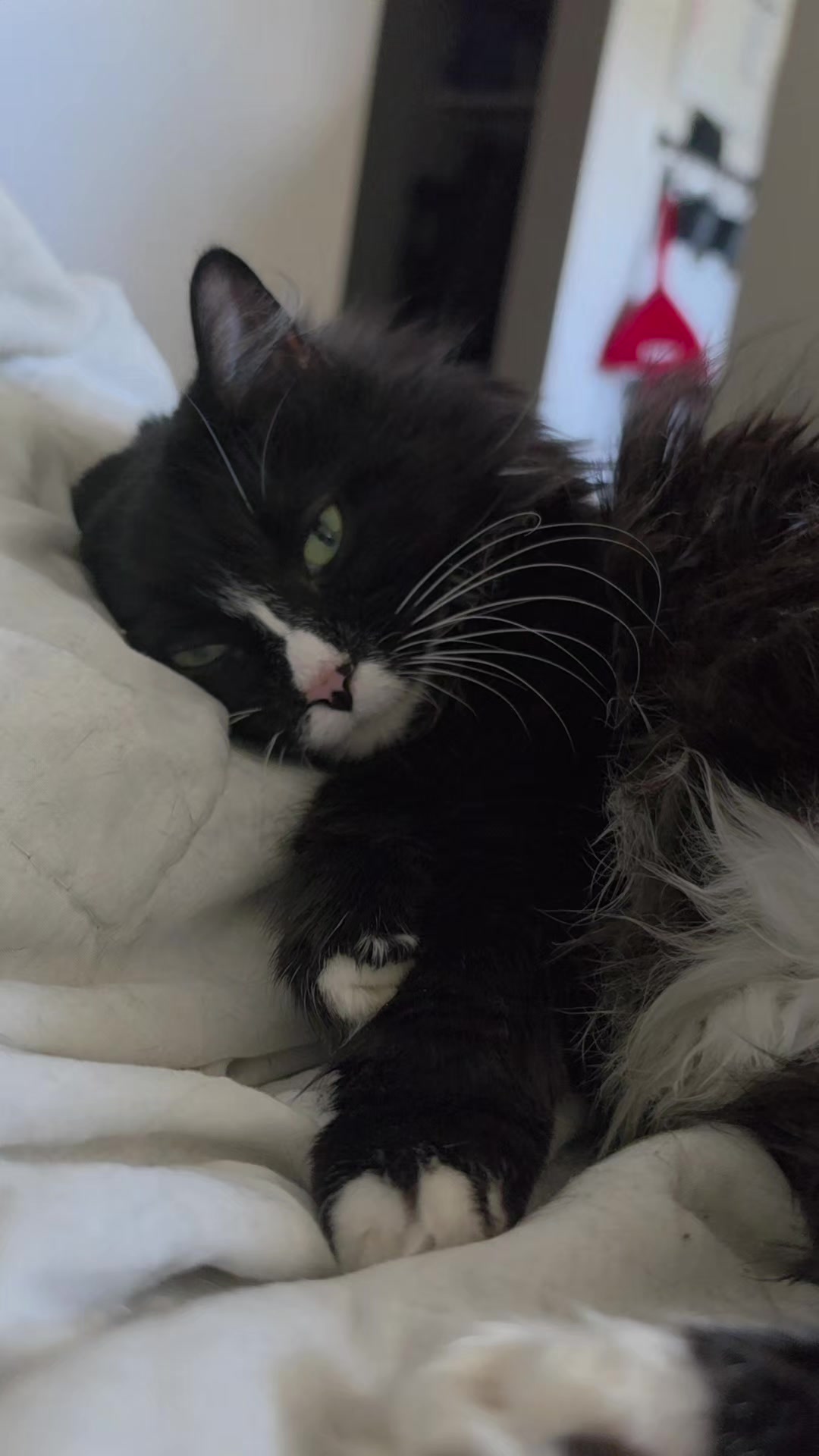 @AtticaTheTuxedoCat