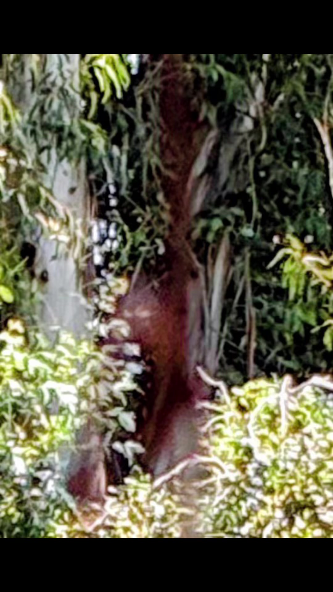 @🌲Forest Friend🌲🙏💗
