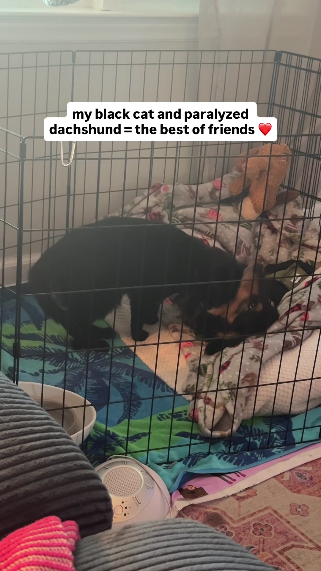 @Henry the mini dachshund