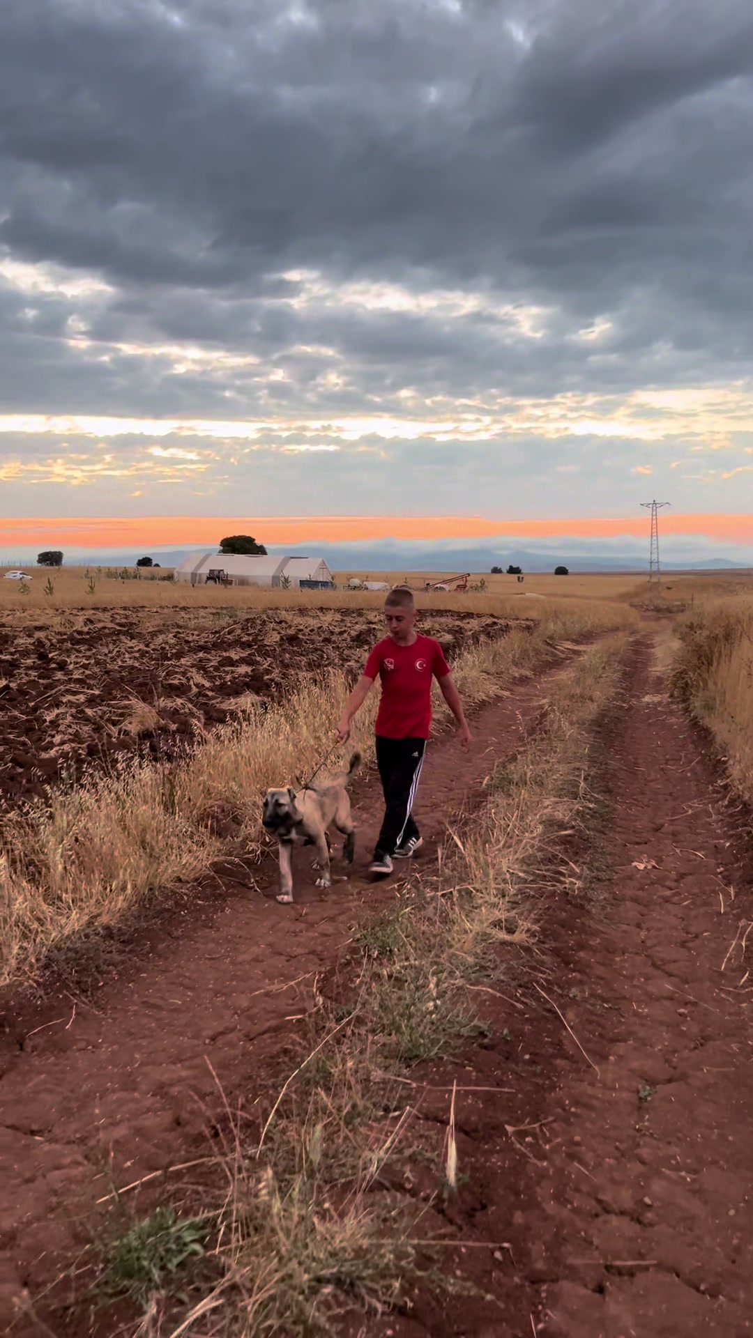 @🇹🇷Sivas Kangal Köpeği 🇹🇷