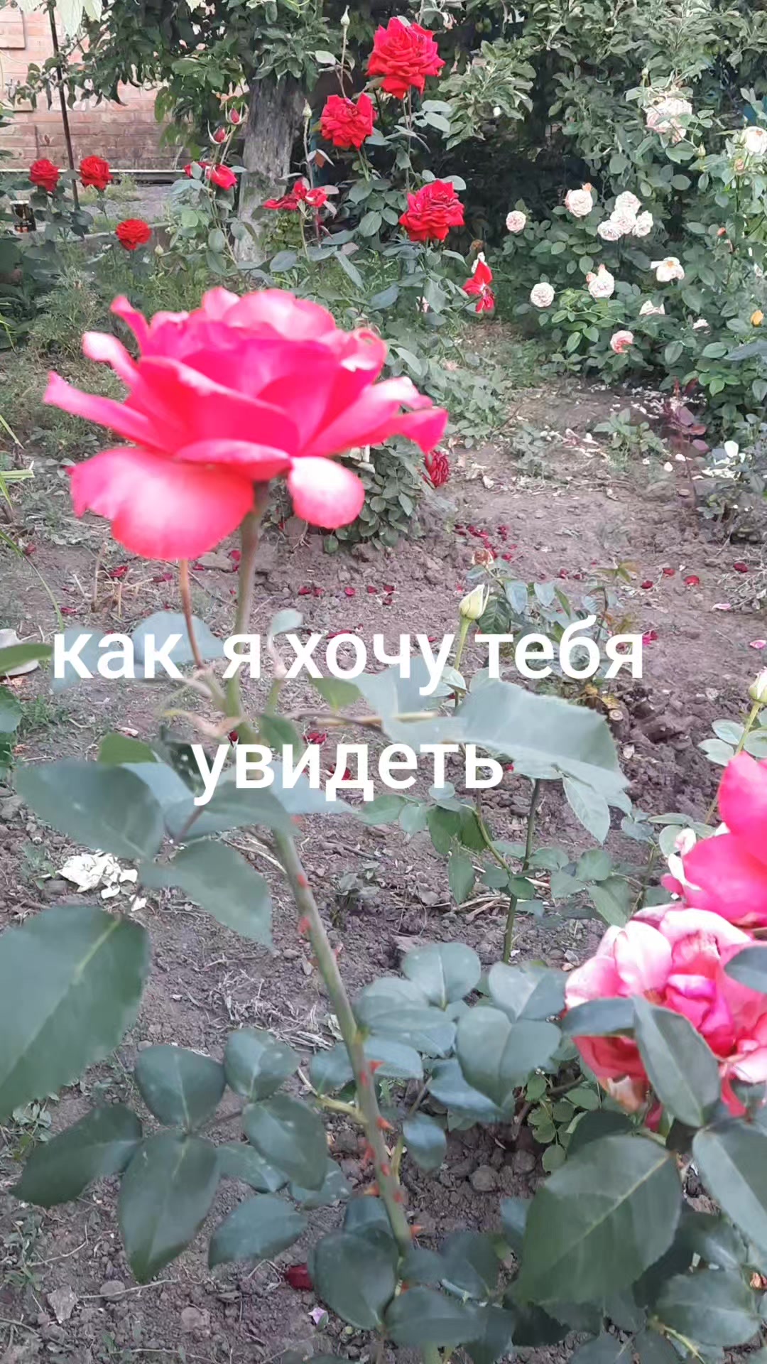 @Божена