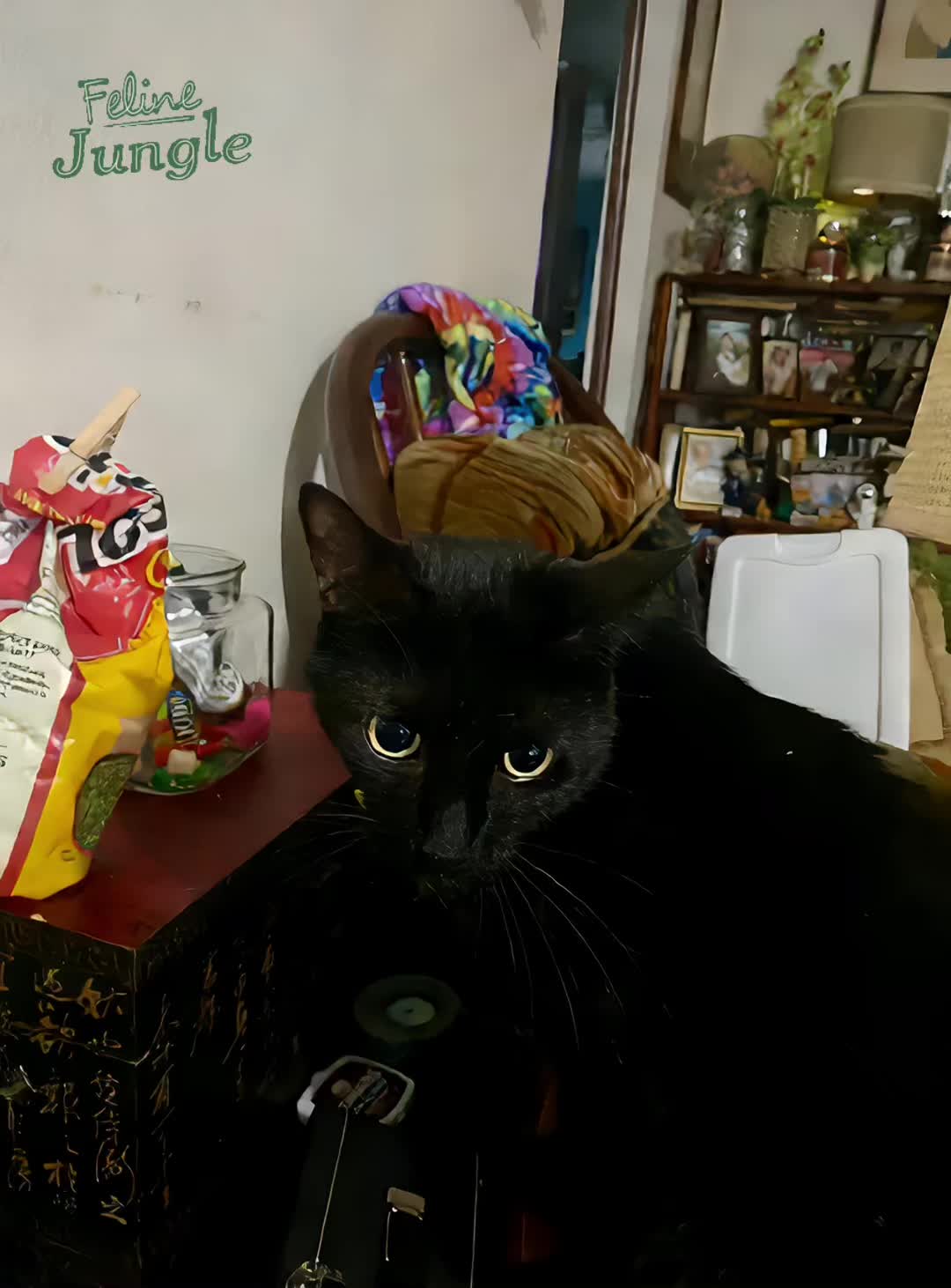 @🐈⬛🐈Shelby🐈