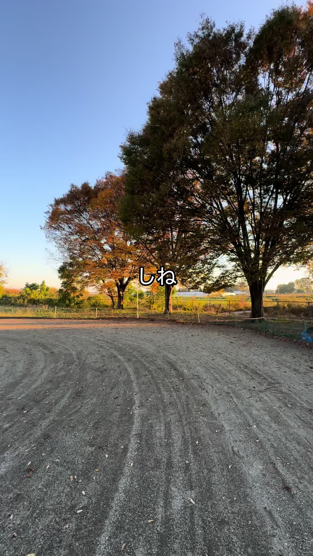 @ダラー