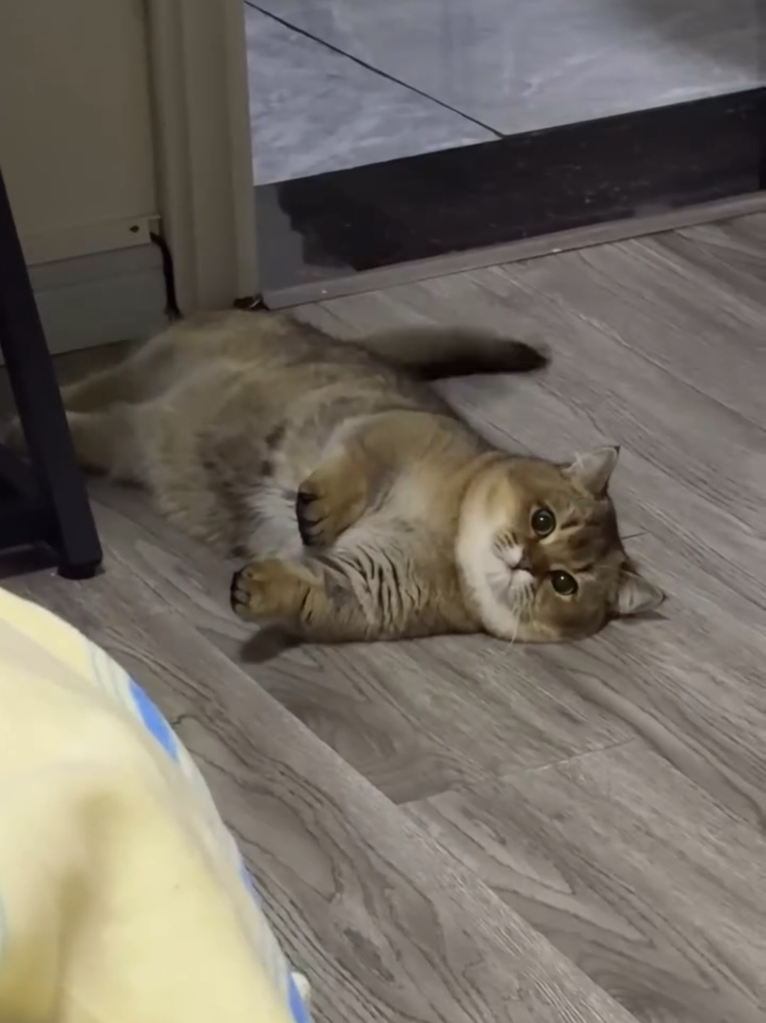 @Chonky World Of Cats