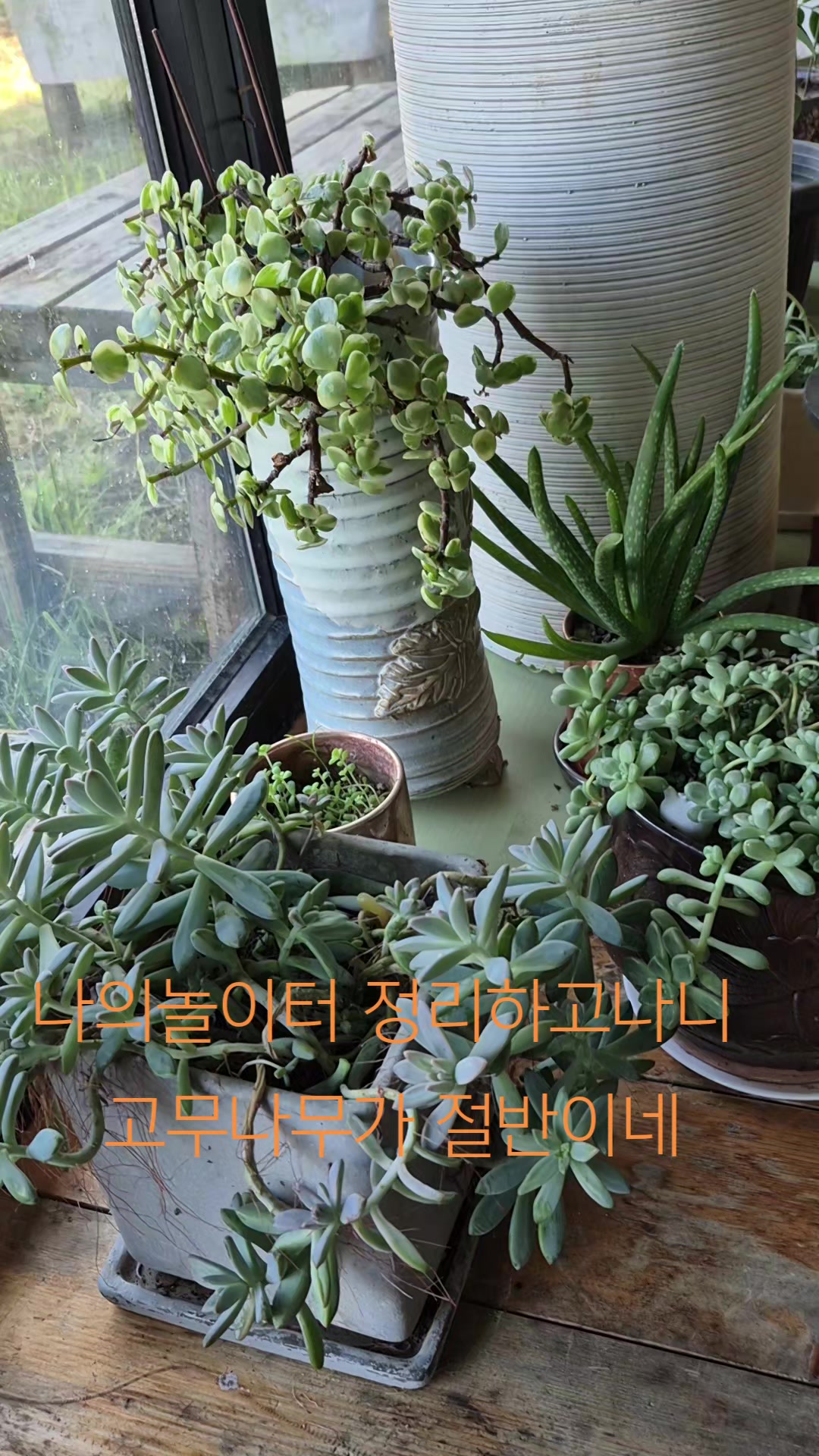 @진화포도원