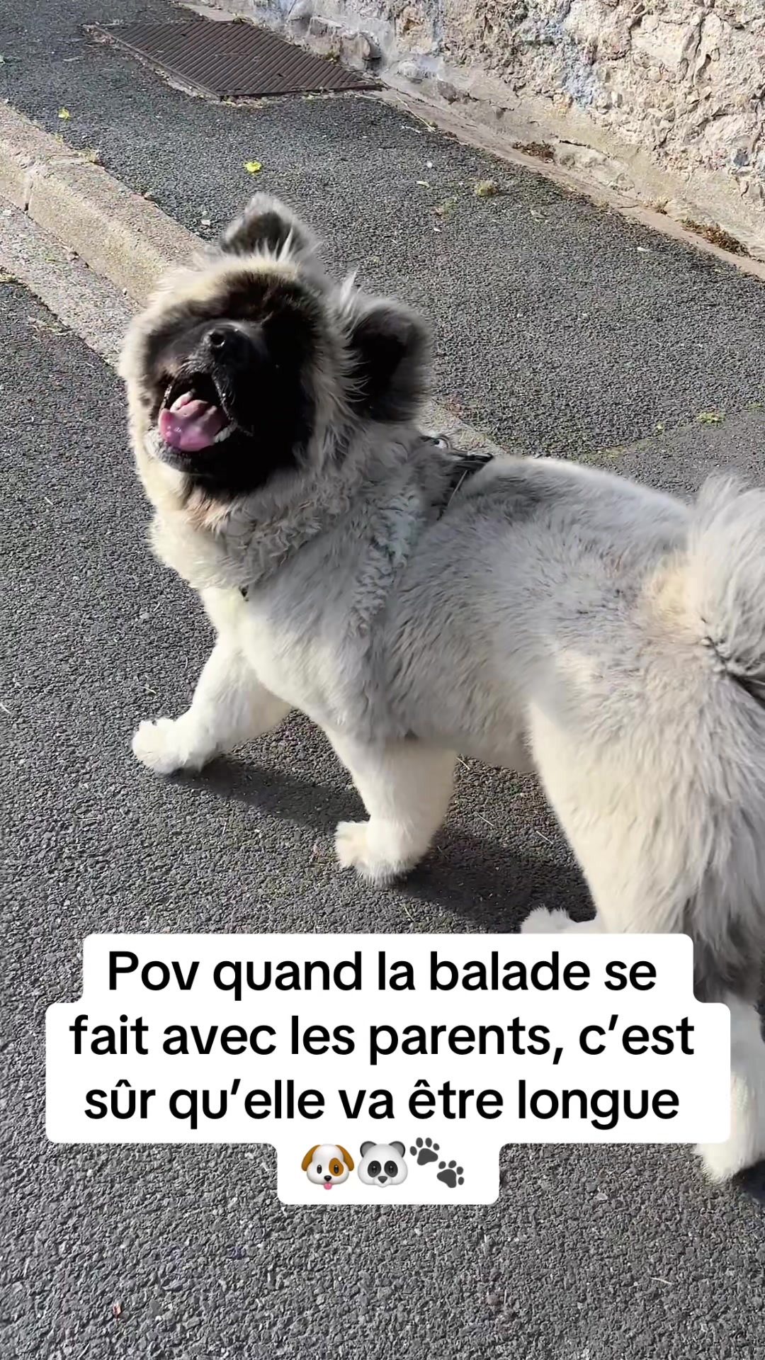 @Moon 🐶🐼🐾