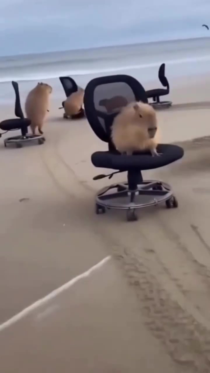 @Capybarabaramedia