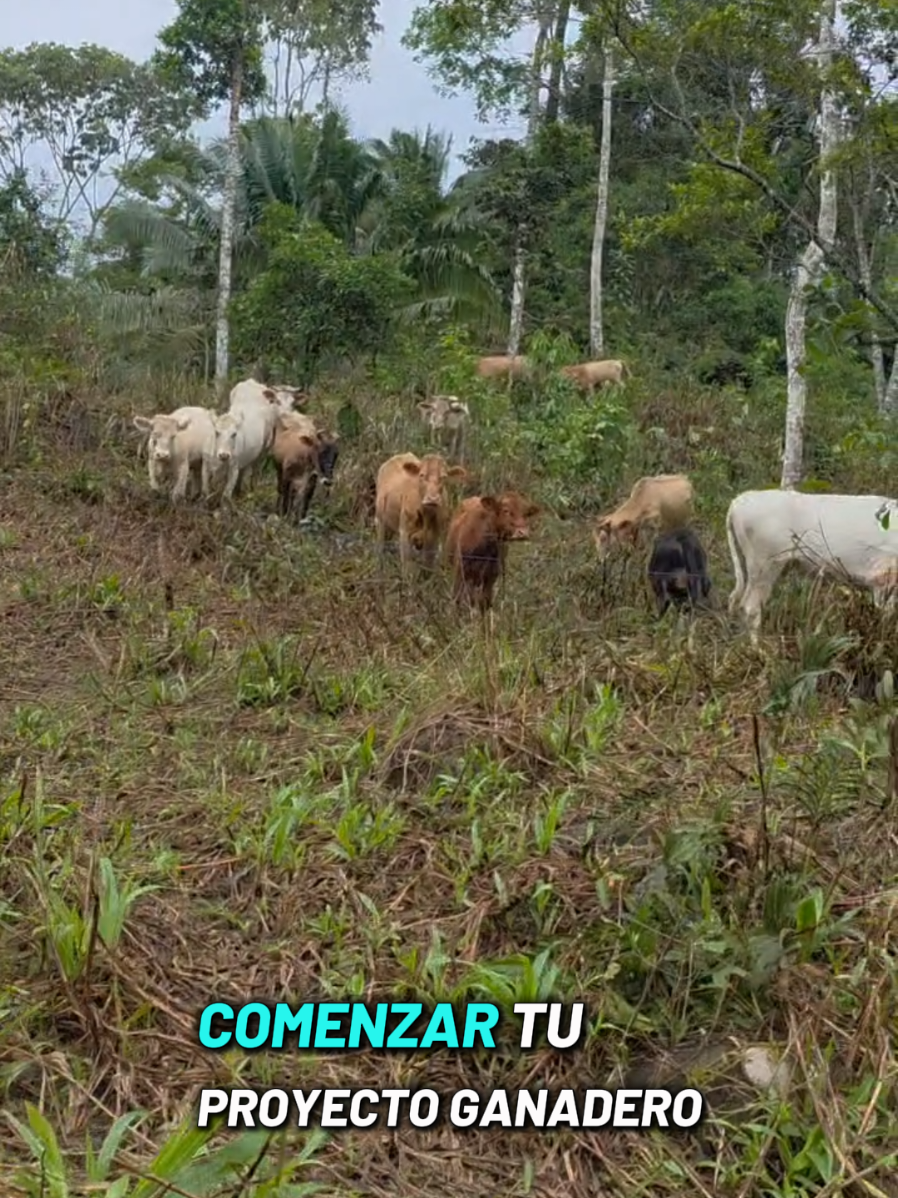 @luz