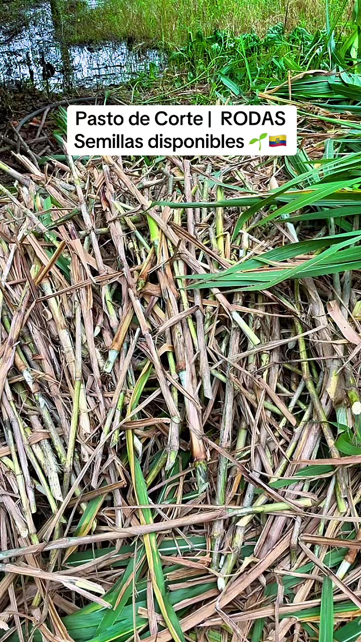 @Pastos y Leguminosas - Ecuador