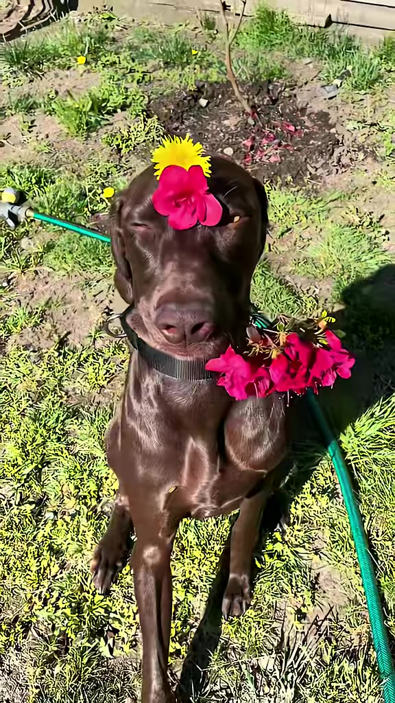 @Rocky_and_mom 🐾❤️🐶