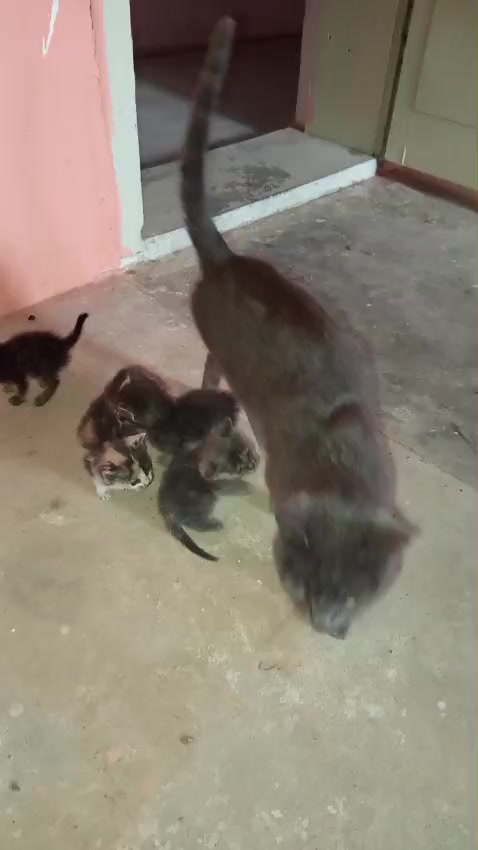 @Songül Pamuk