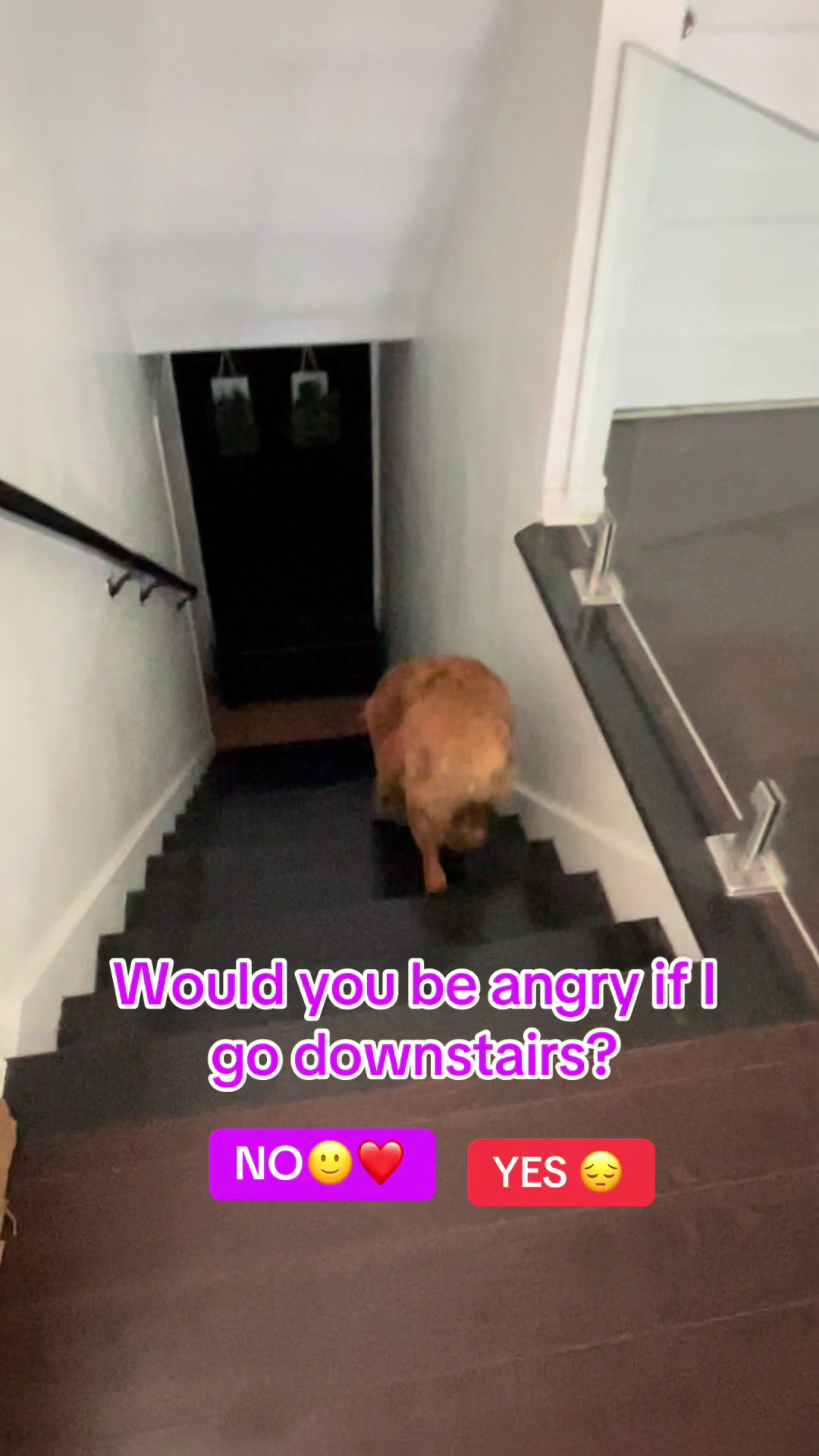 @Cooper the Golden Retriever 🦮