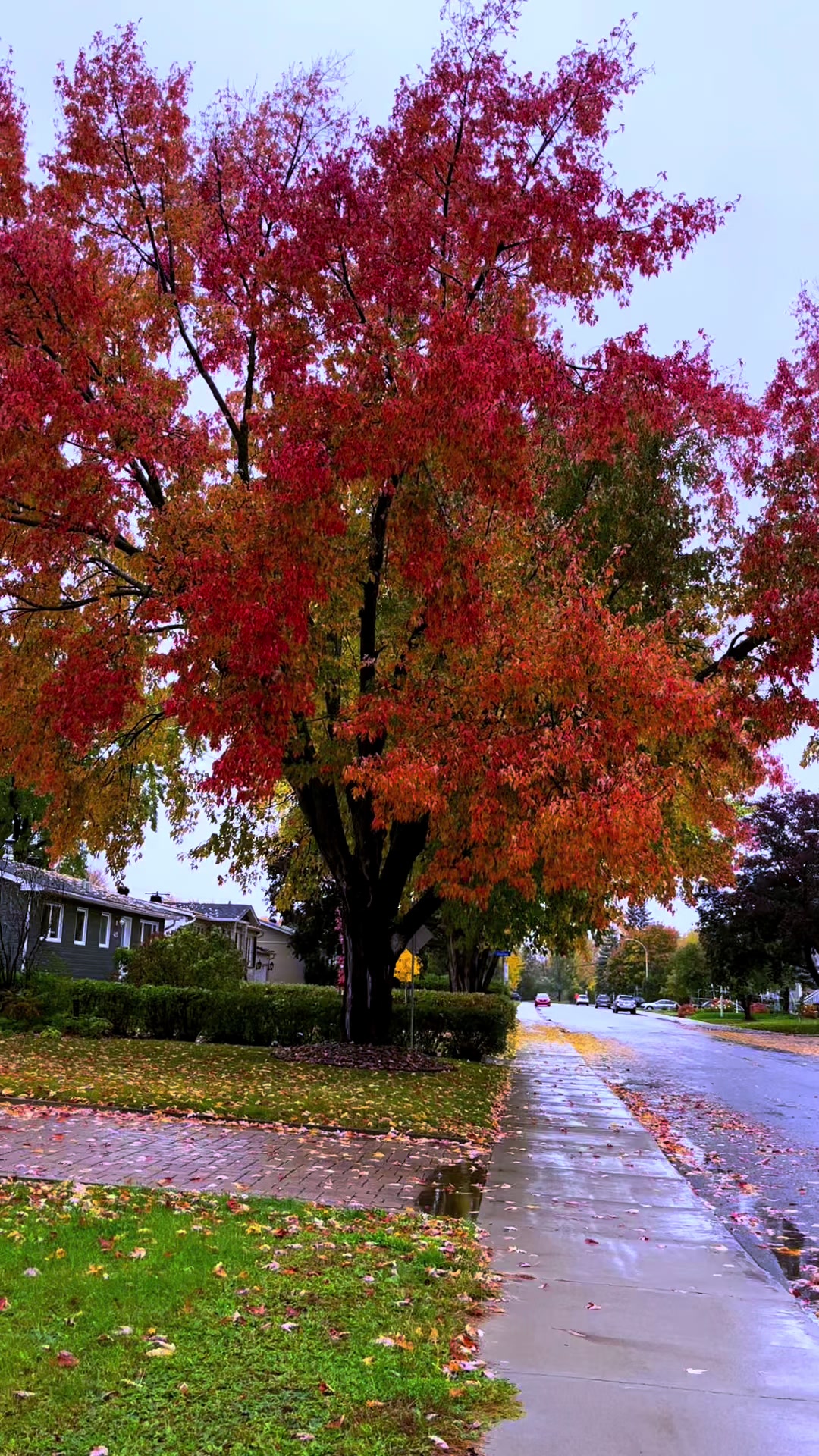 @زهرة🌺الحياة🍯🇨🇦