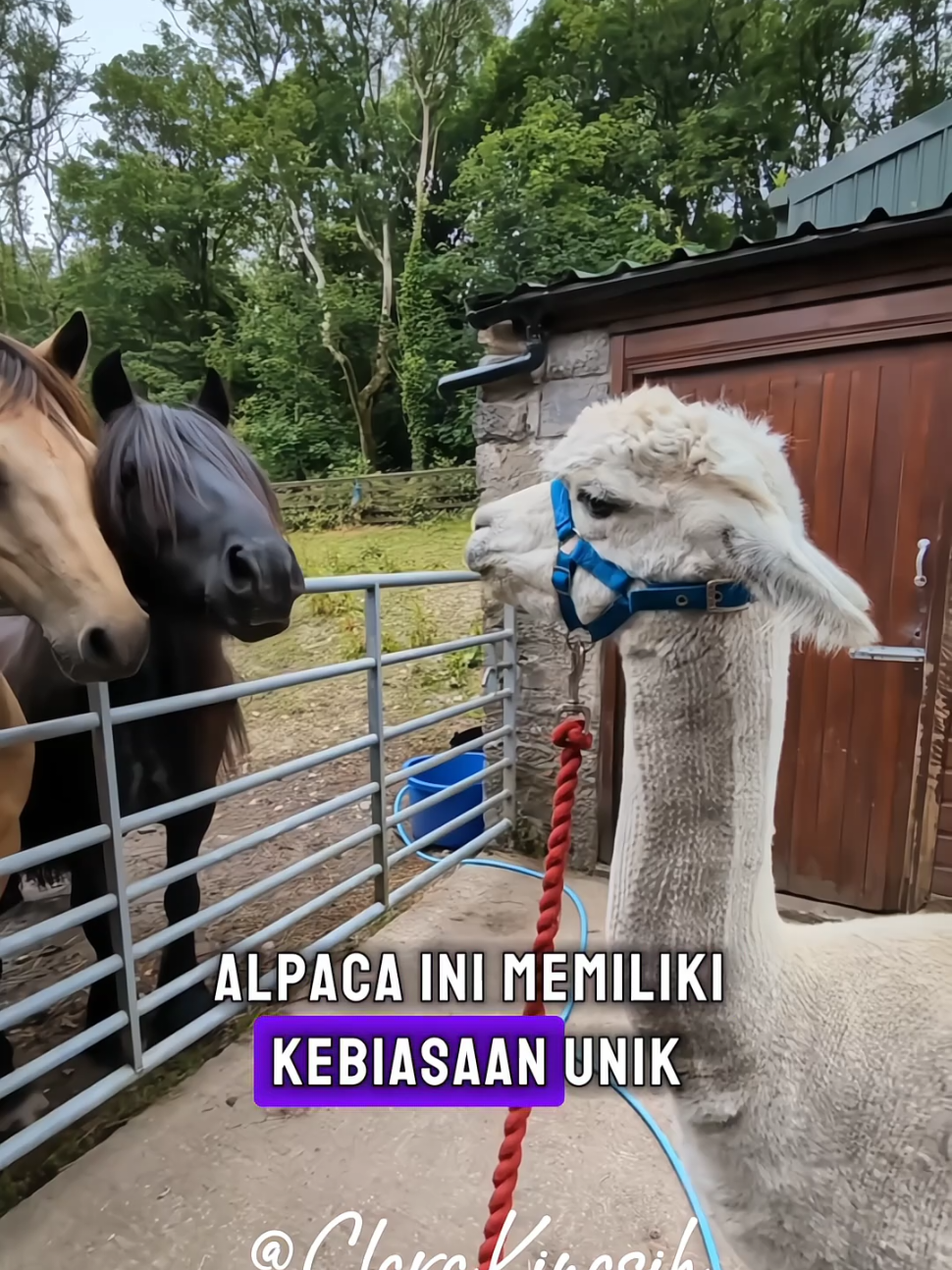 @Clara Kinasih AR