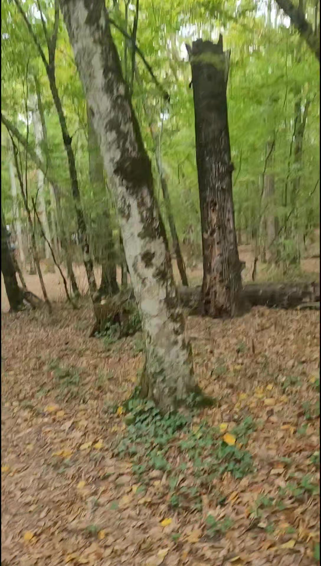 @🦊Анна Лисьина 🌘