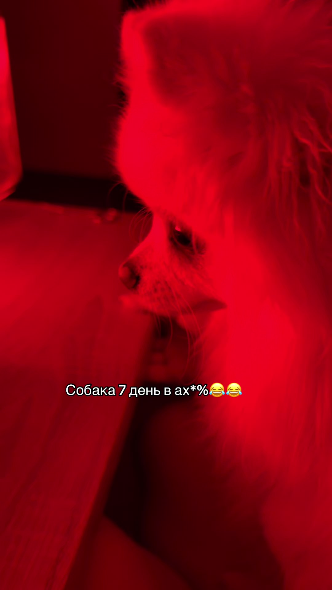 @Kabrioletta