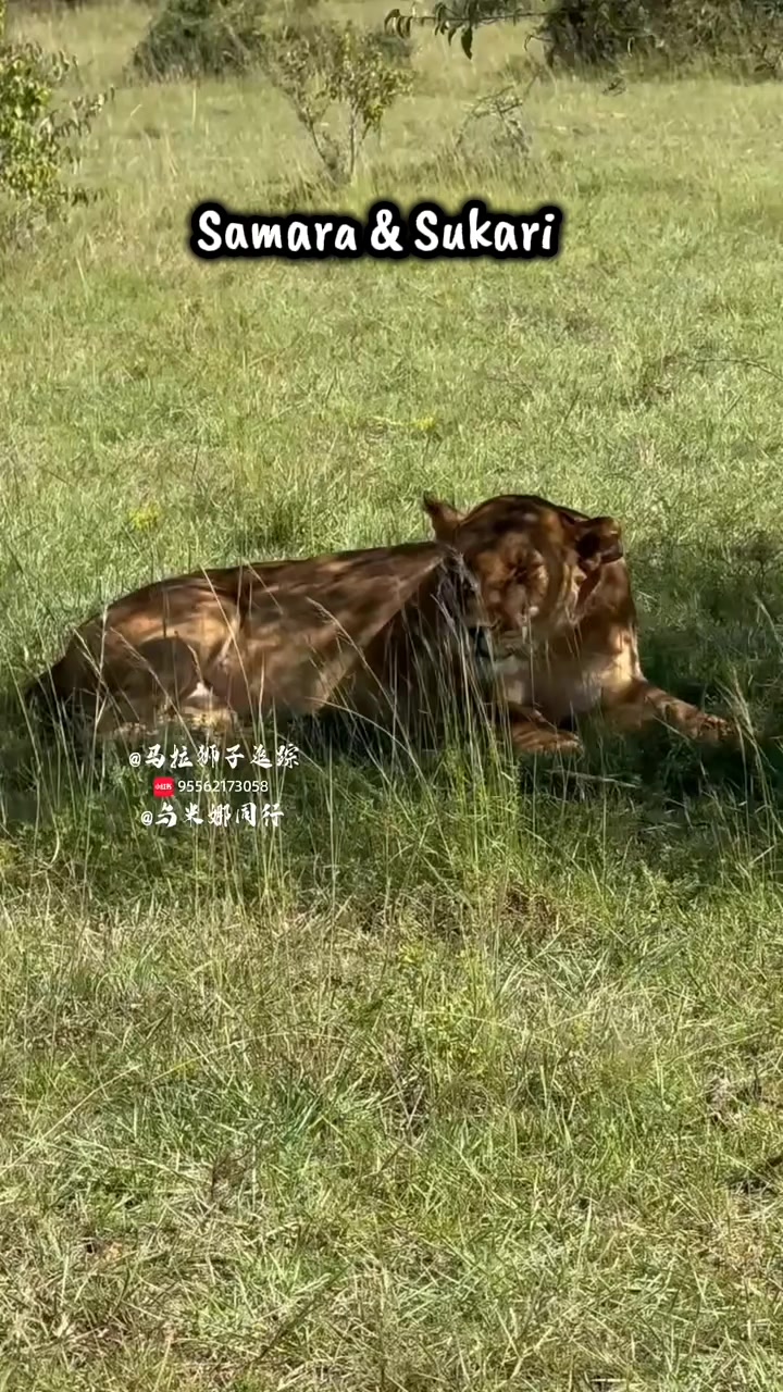 @Leonie 🦁 (Orpadan's version)