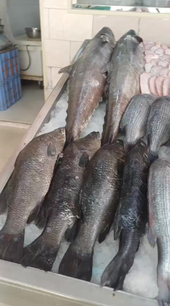 @لاين بحري