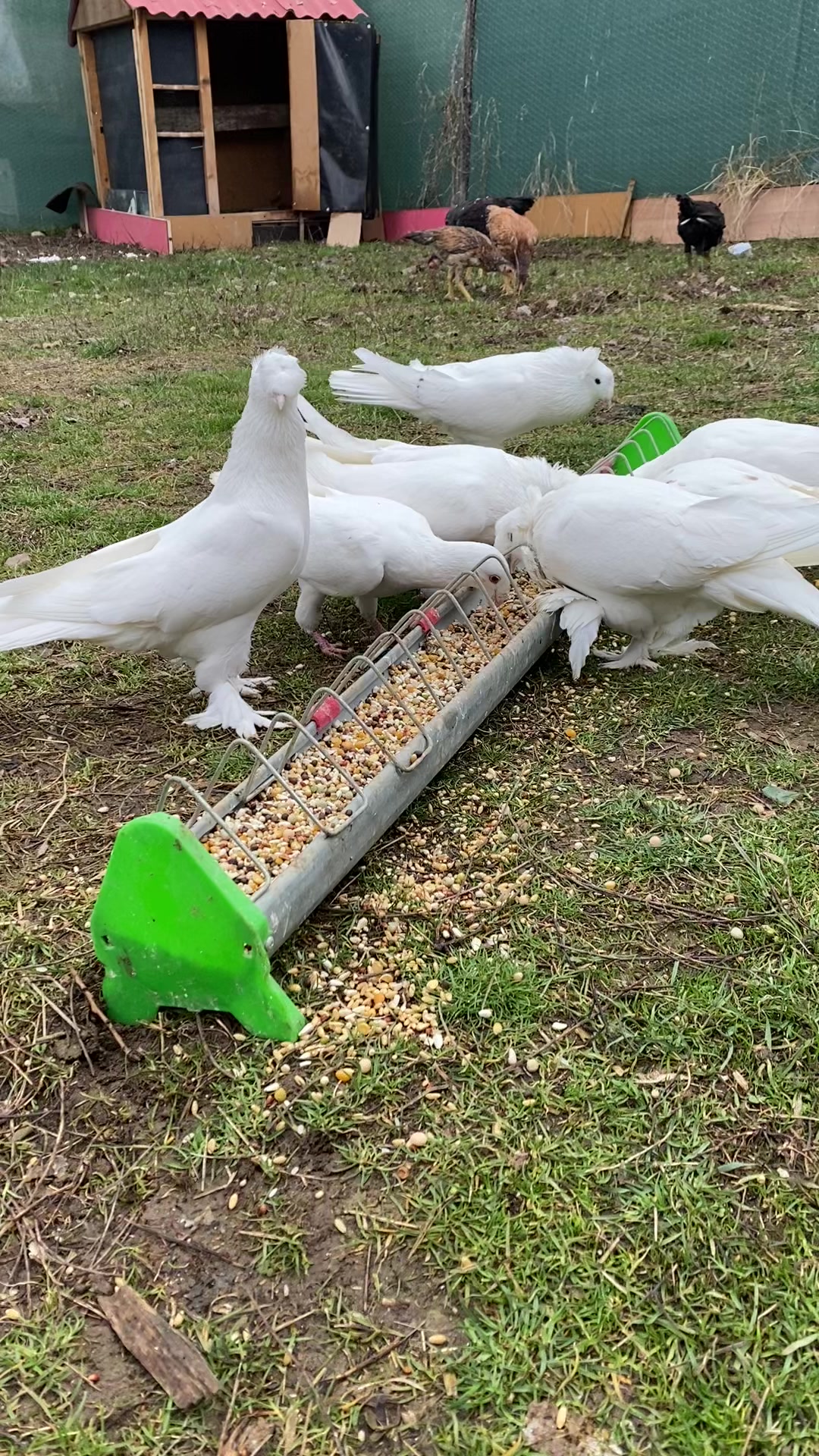 @Sivas Aslanları 🦅