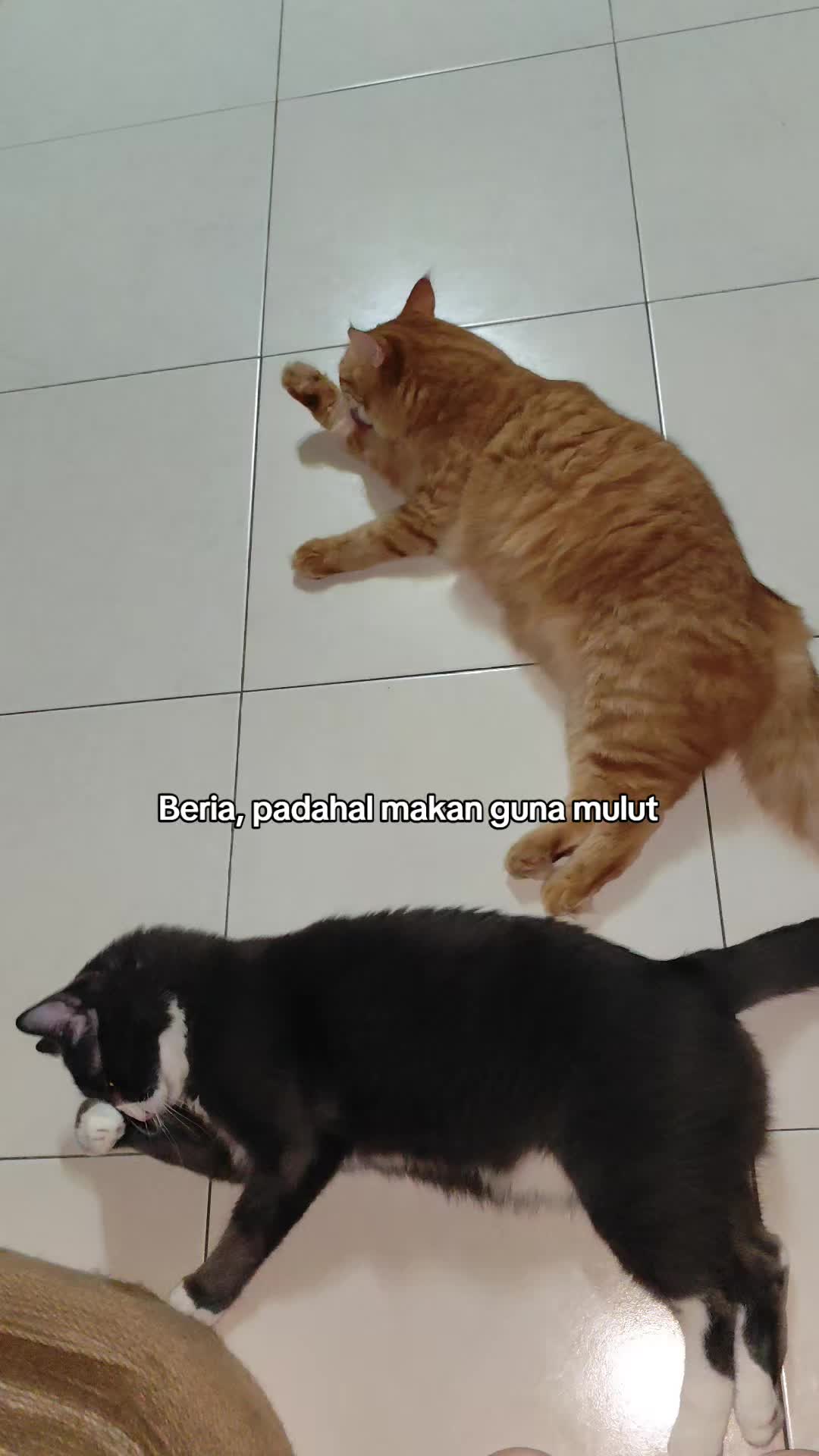 @Omma Kucing 🇲🇾🍉