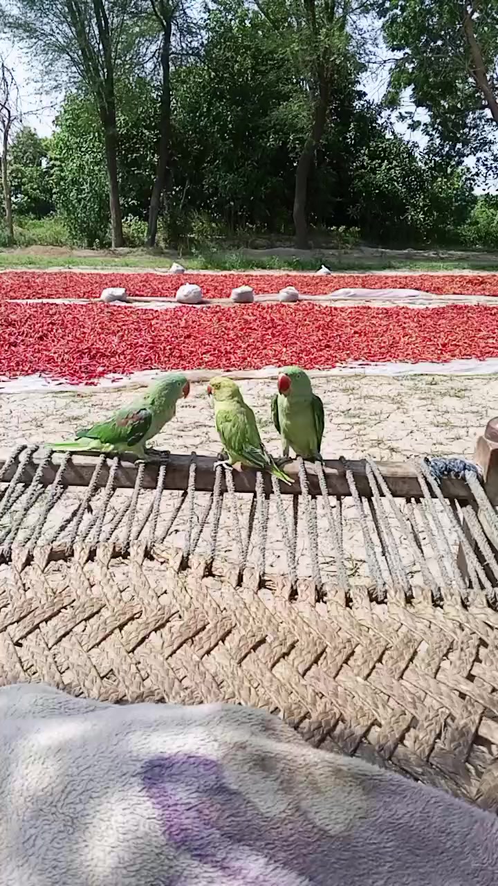 @جام نیاز