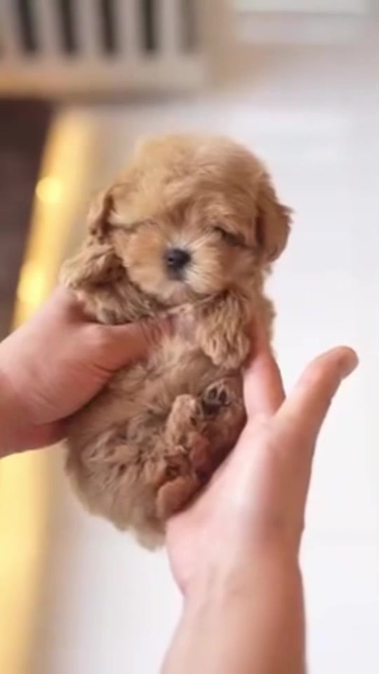 @Teacup puppies
