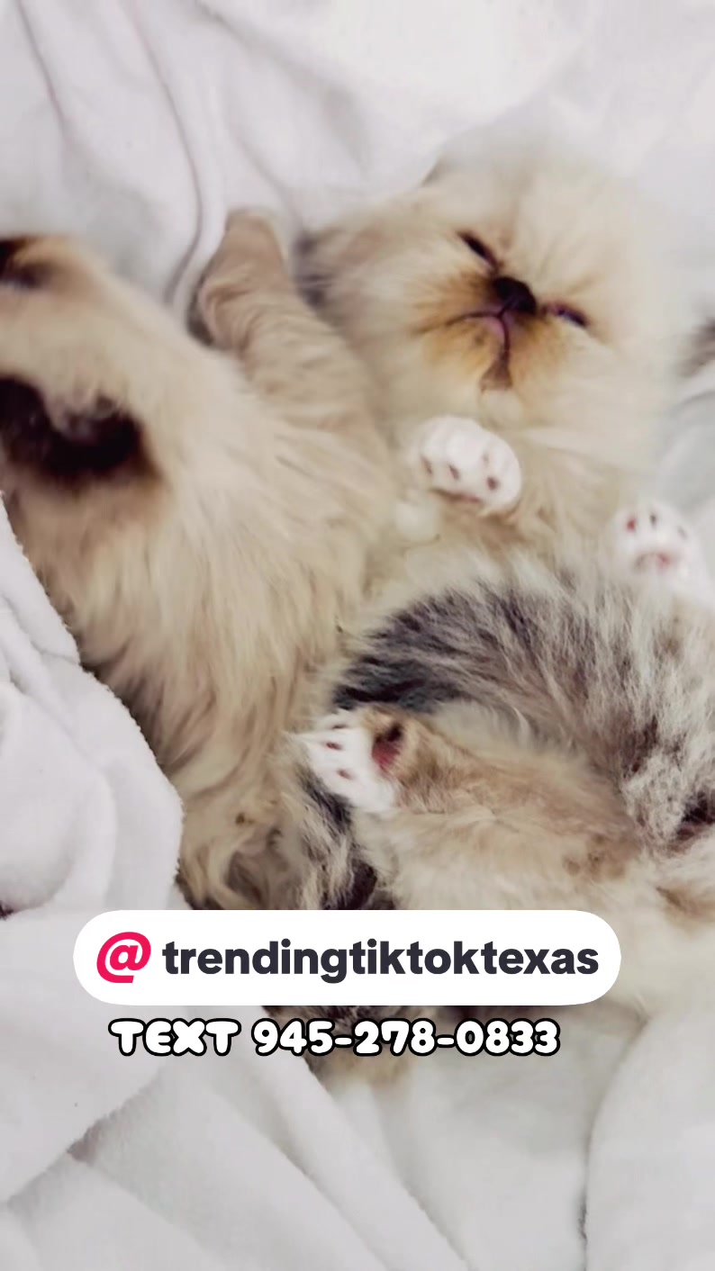 @PersianKitten