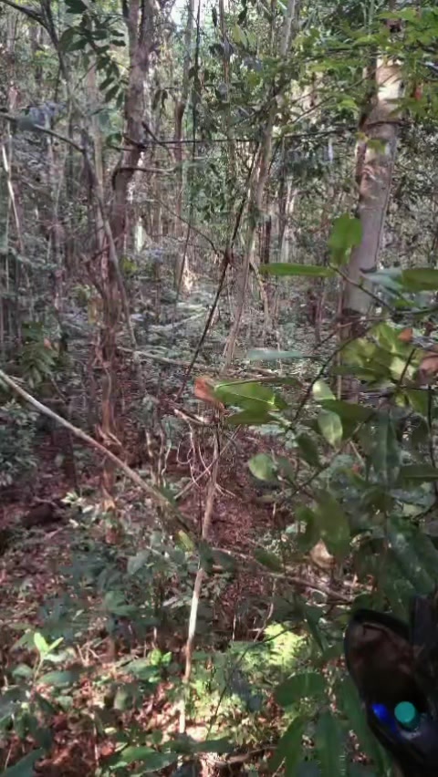 @Ca&ccedil;ador raiz