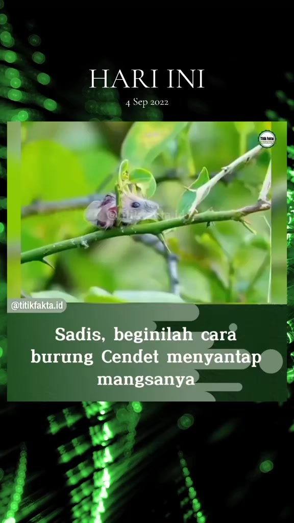 @Titik Facts