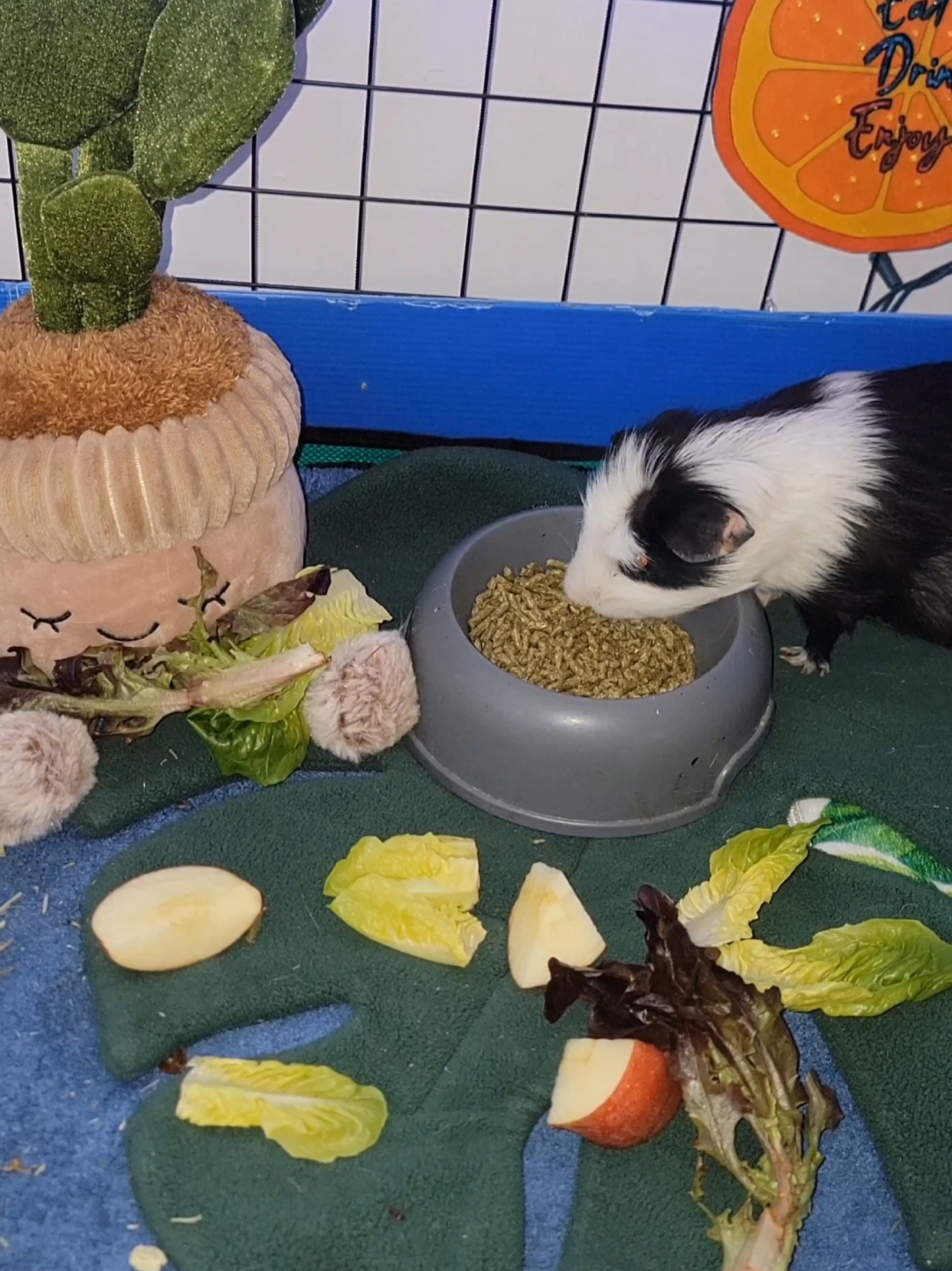 @Dunkin & Donut the guinea pigs