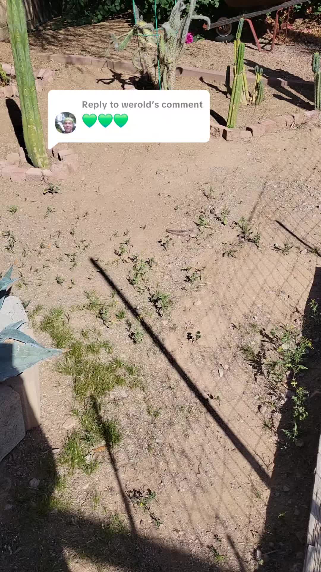 @cactifam