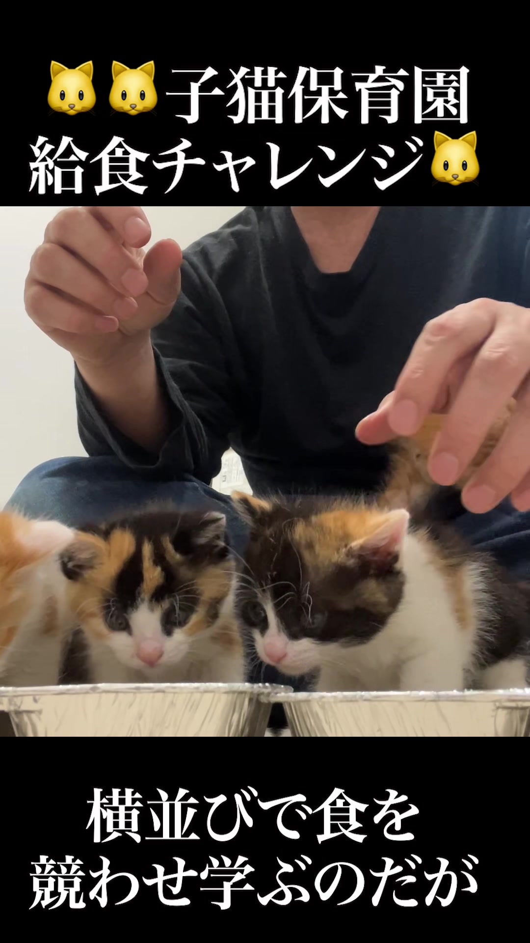 @ねこかます