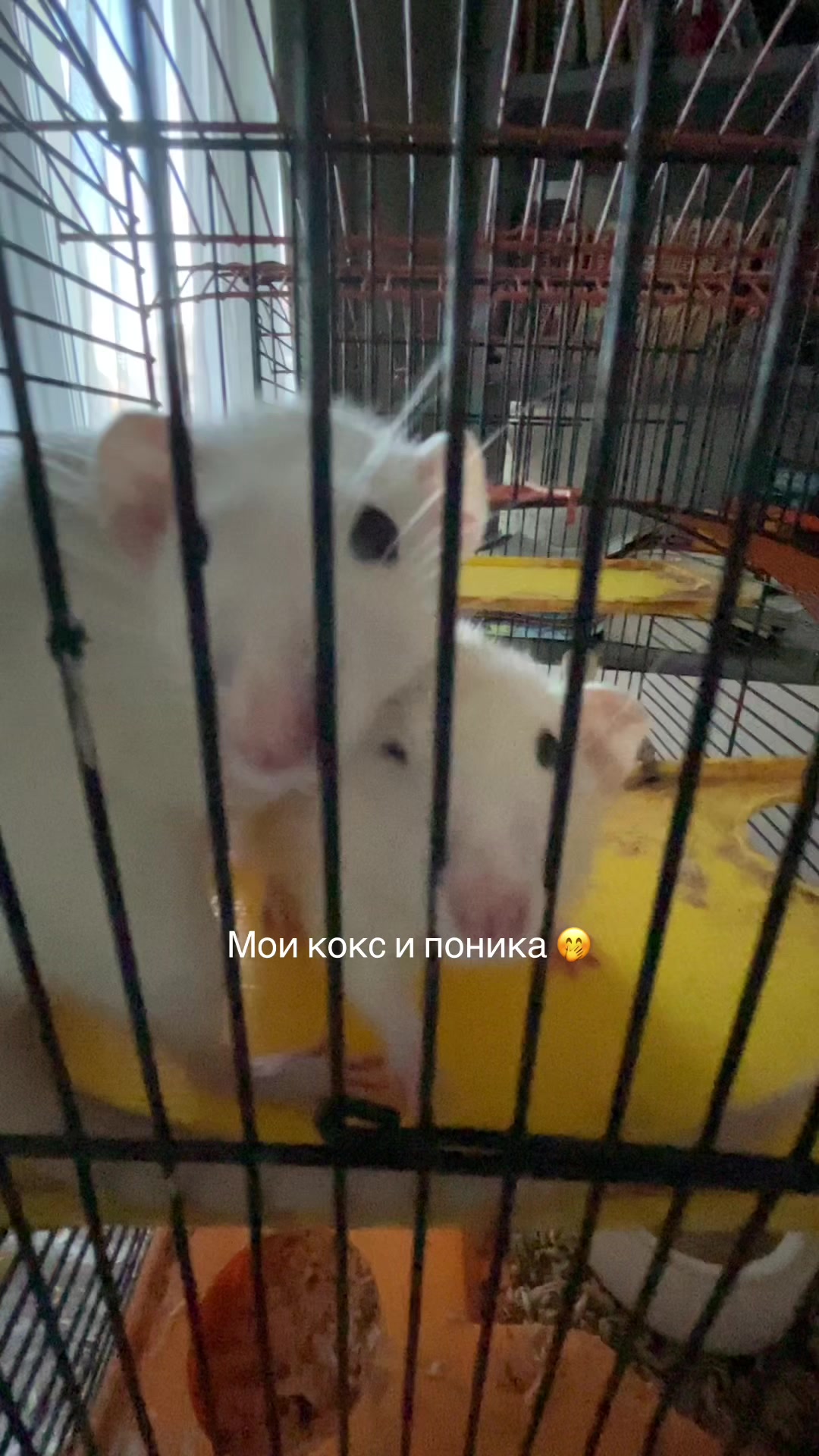 @ника ревтова