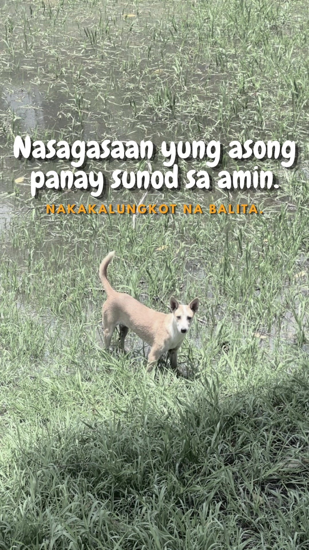 @indaypoypoy