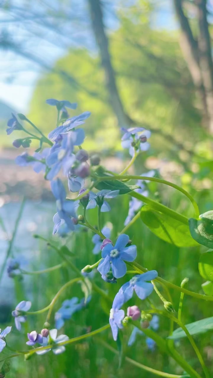 @🌸АнютаЯ🌸