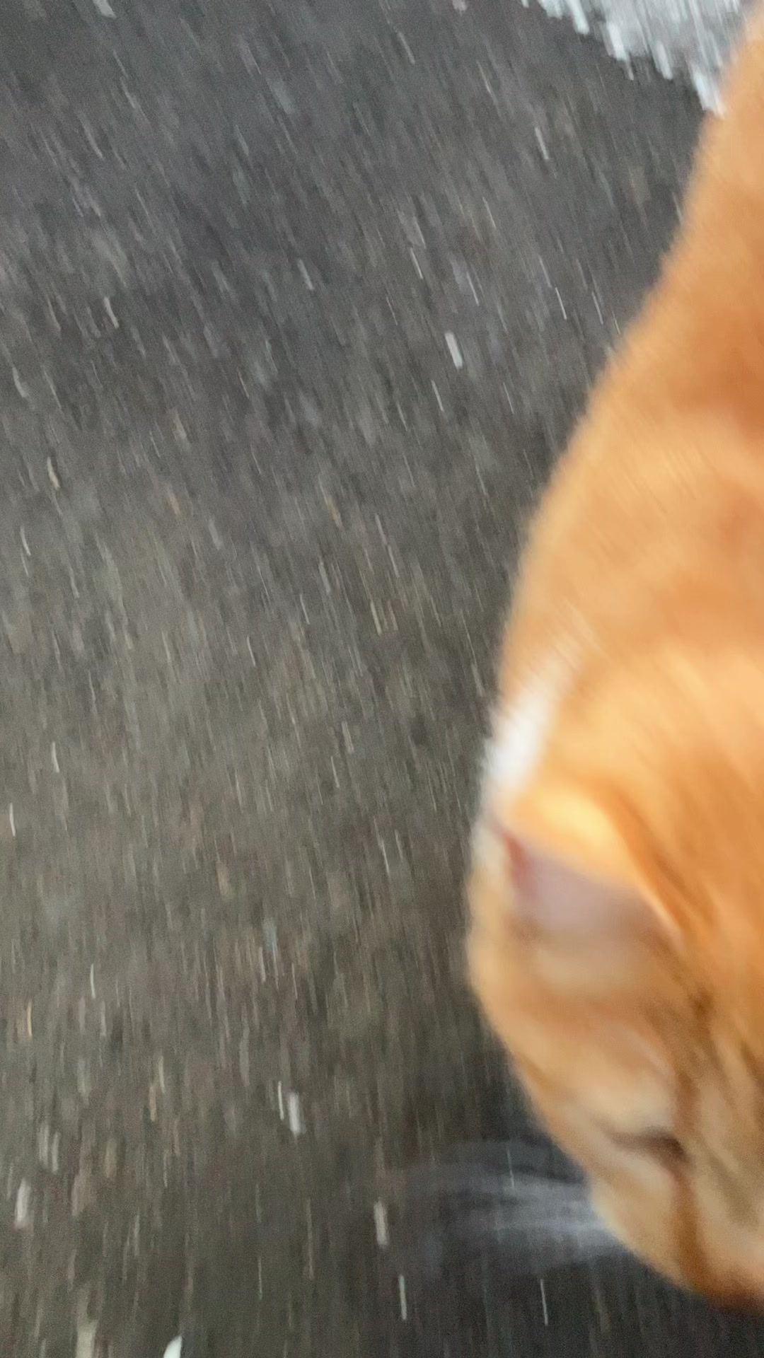 @猫型スネえもん🐳