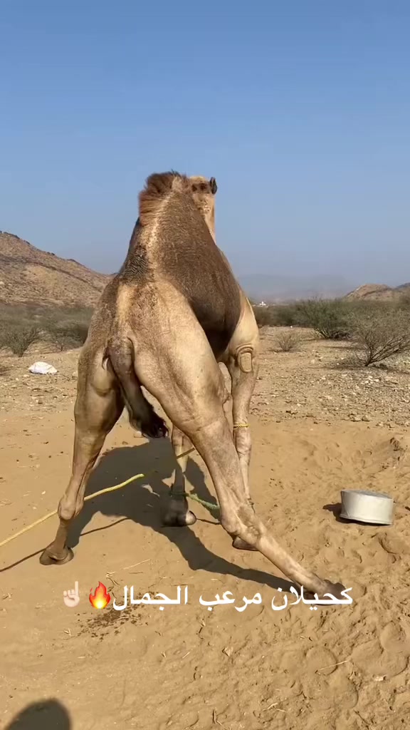 @سلطان الزهراني 702