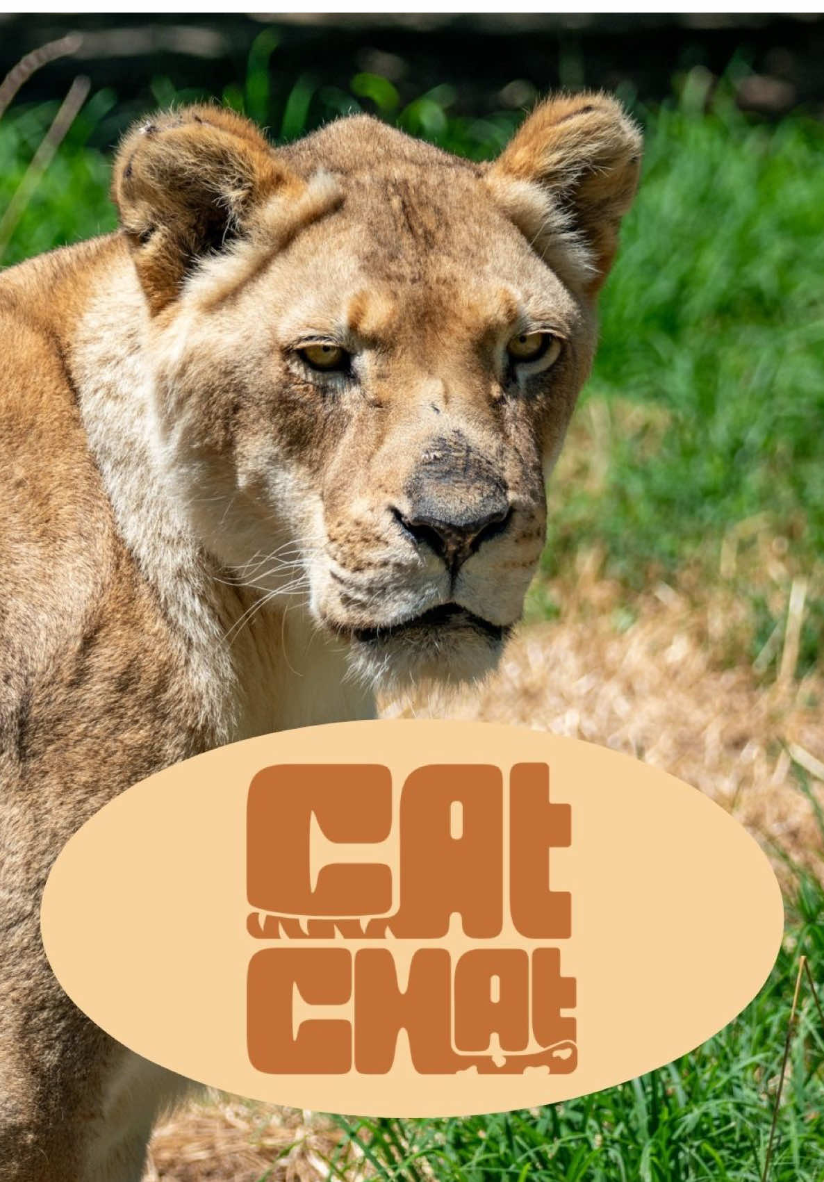 @memphiszoo
