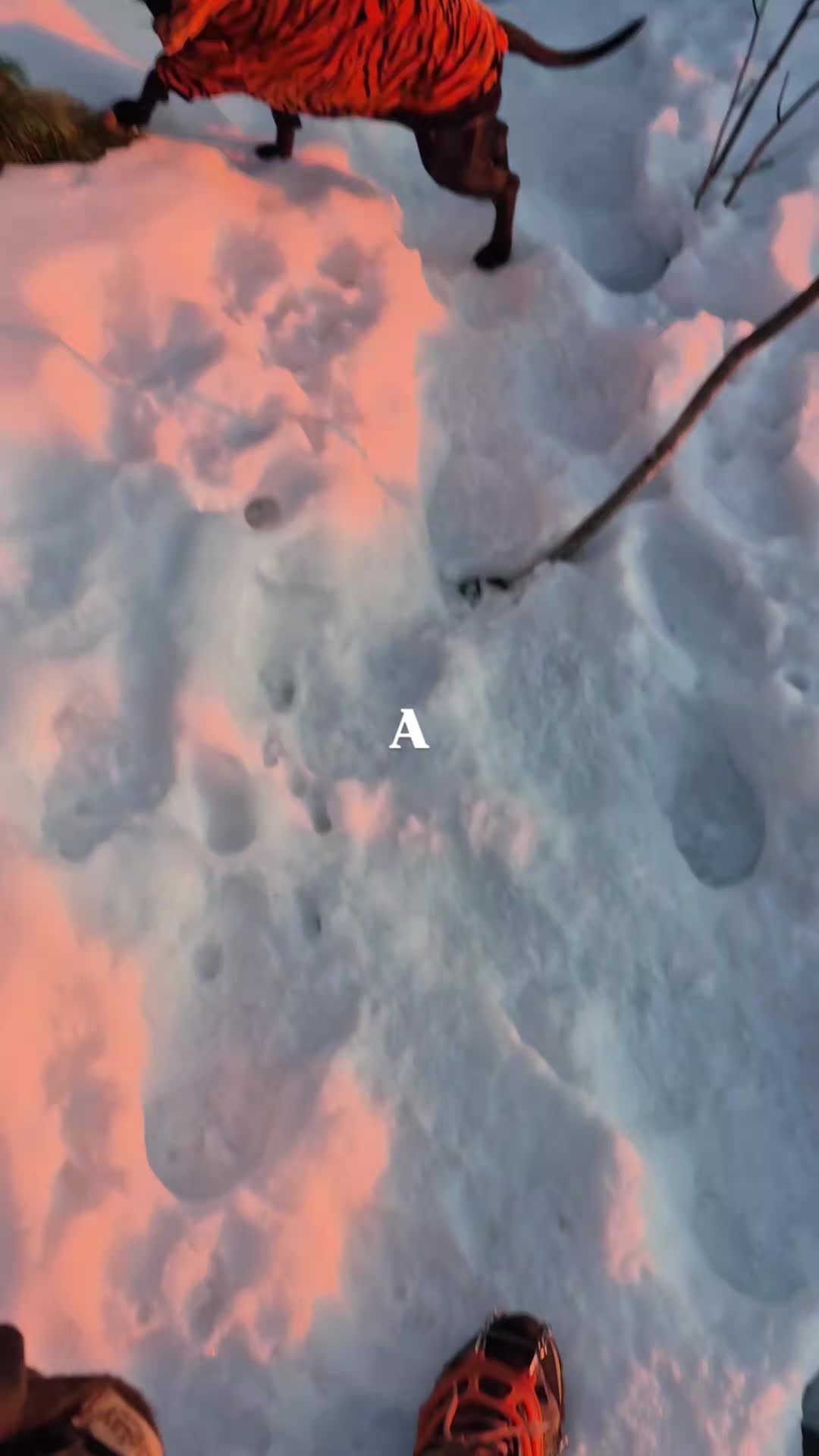 @przyBULLski