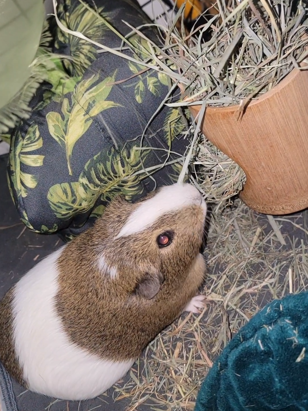 @Dunkin & Donut the guinea pigs