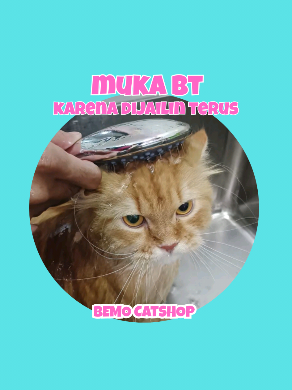@Bemo Catshop