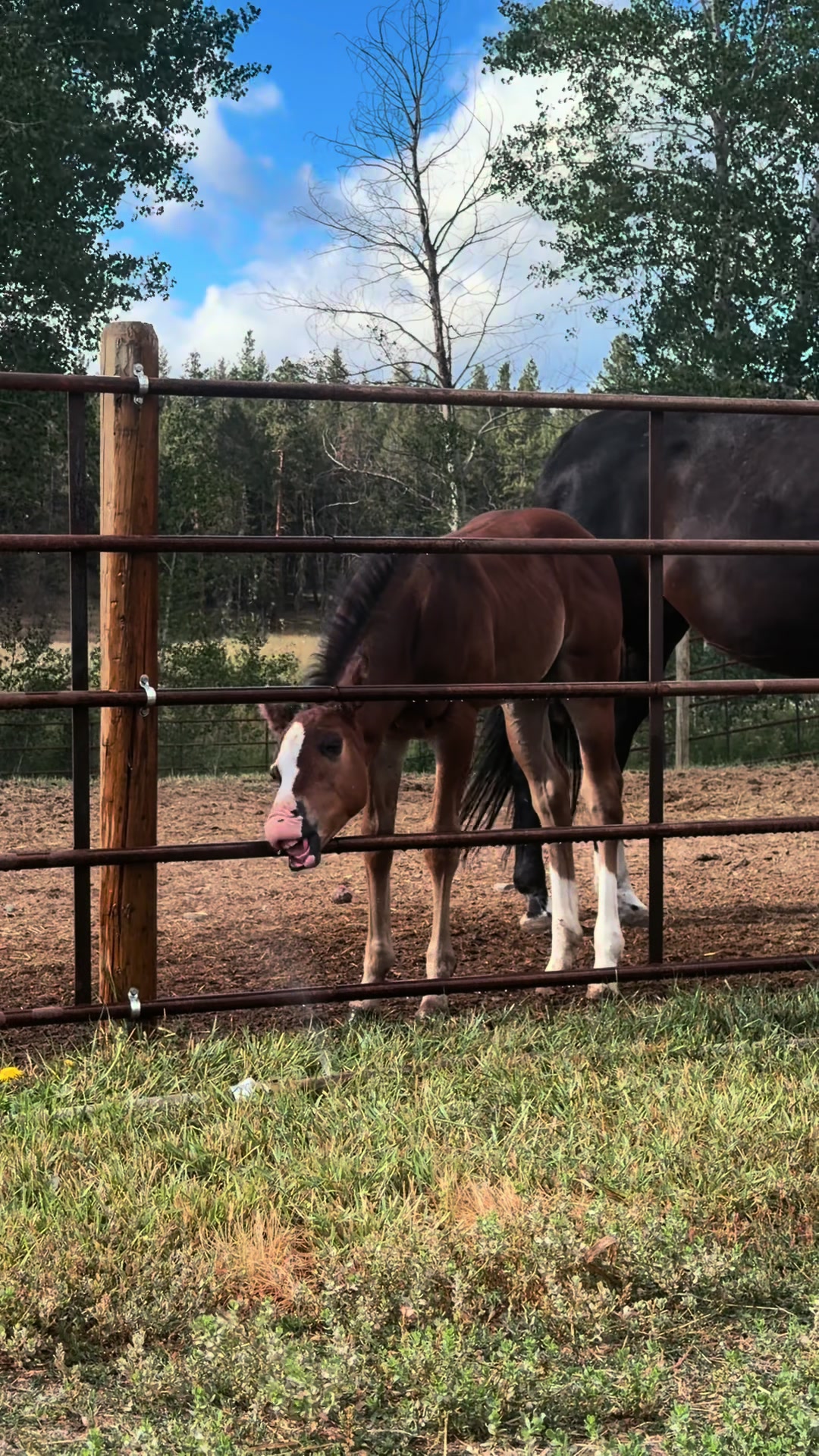 @Diamond W Barrel Horses 🇨🇦