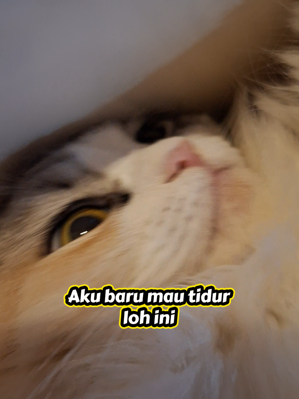@Pocky & Oreo 😾🦝