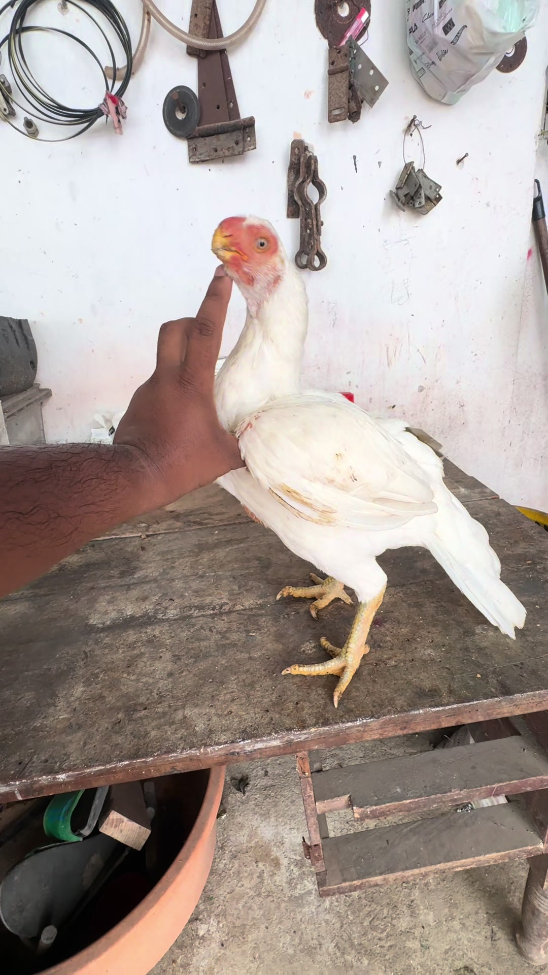@Wattala_Parrotbeak_Longtail