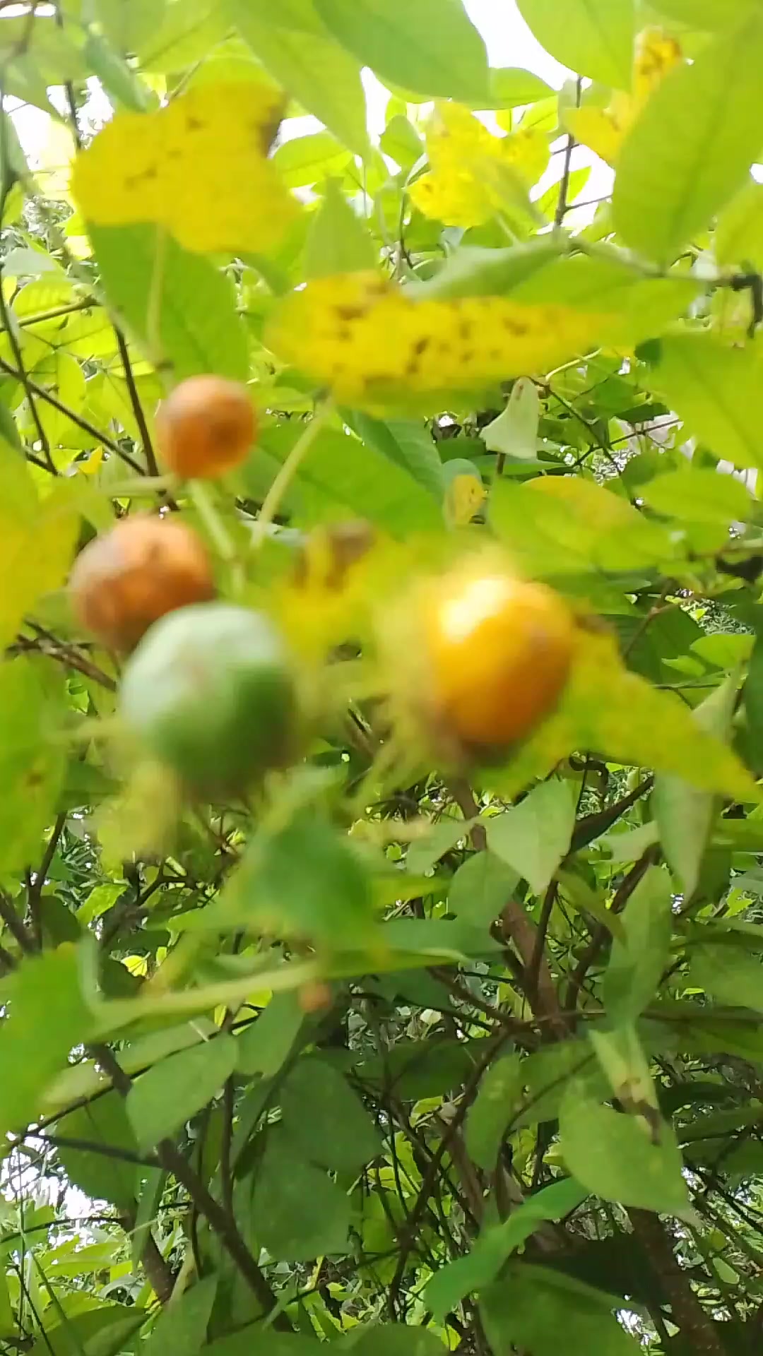 @Jacobi_Vina