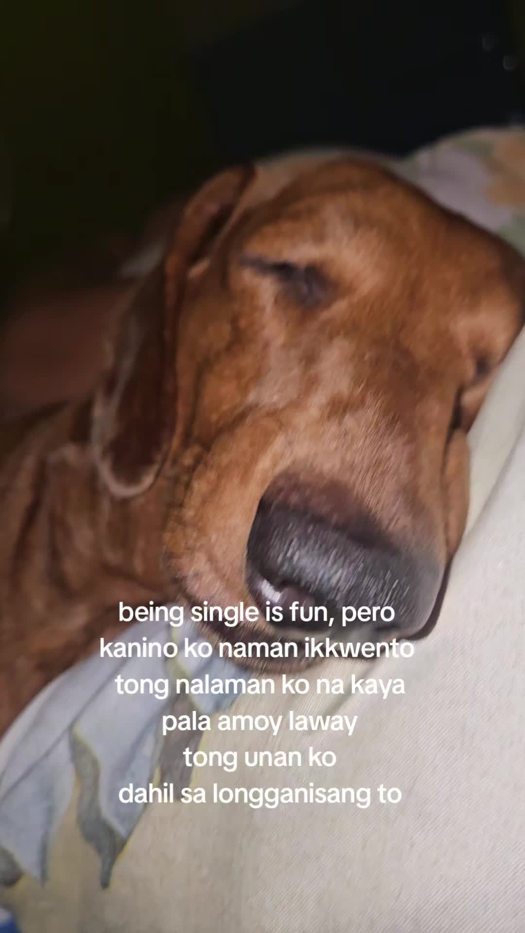 @avocado