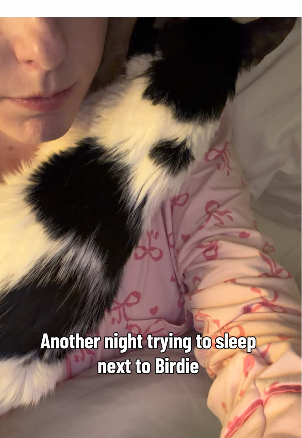 @Petal the kitty