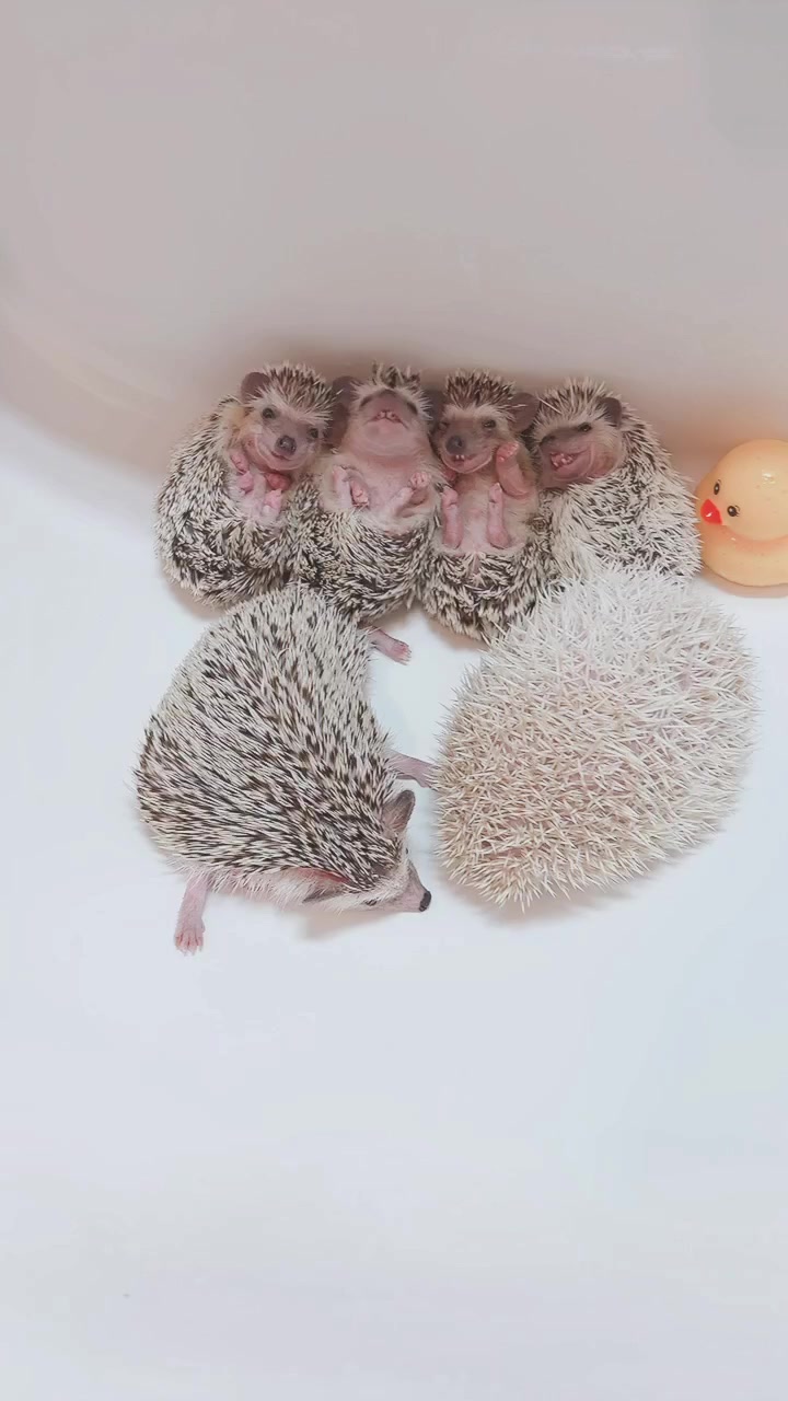 @ðŠãã«ããðŠ