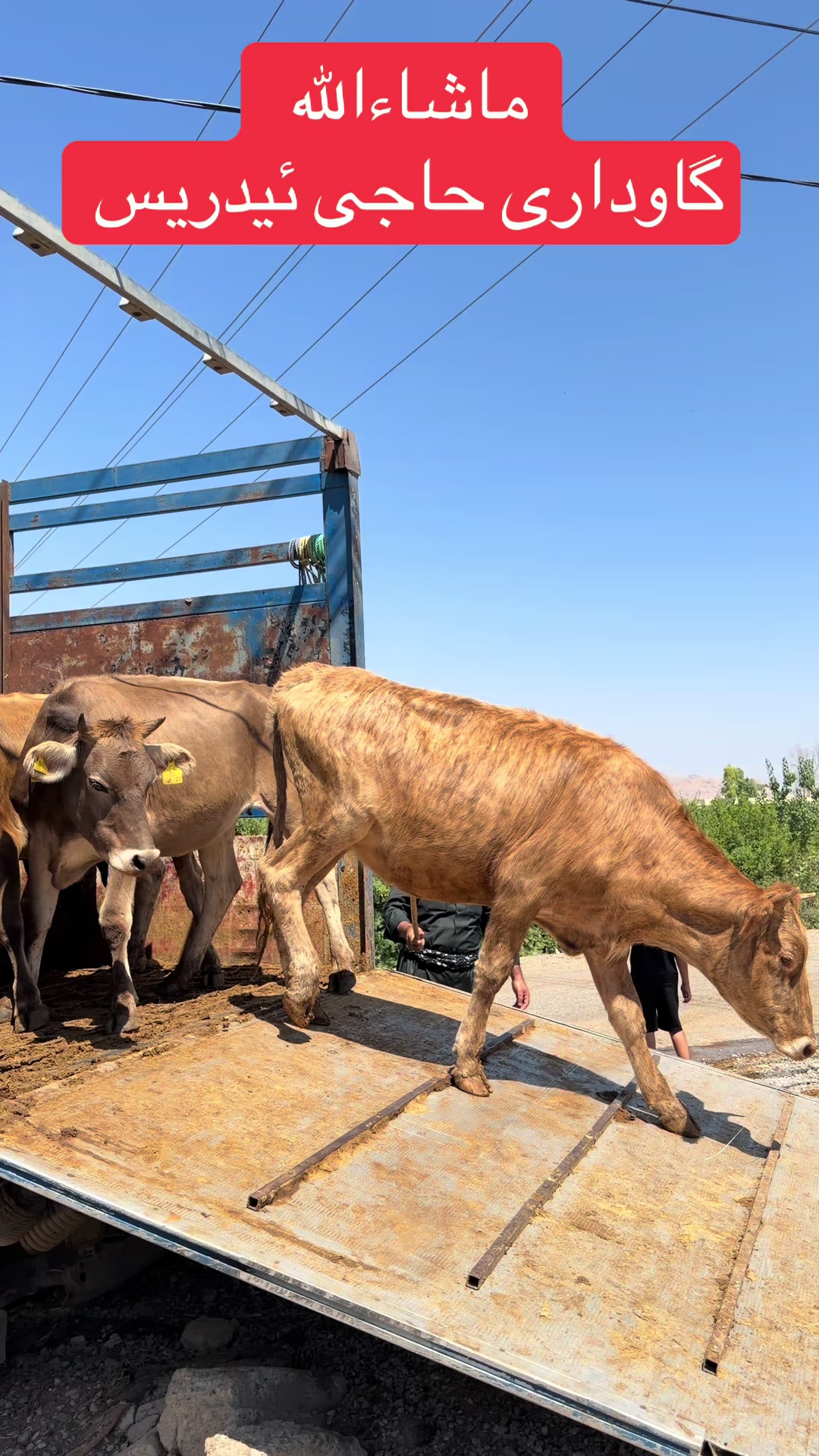 @مەیدانی ئاژەڵانی محمد 🐄🐂